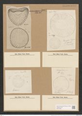 Campylodiscus hibernicus Ehr. (de-Toni-Nr.: Genus 57, Species 2504) Zeichnungen Sammlung Grunow Nr. 5007 (NHMW-BOT-W0373256)